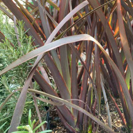 Phormium tenax Bronze Baby