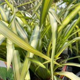 Phormium tenax Yellow Wave