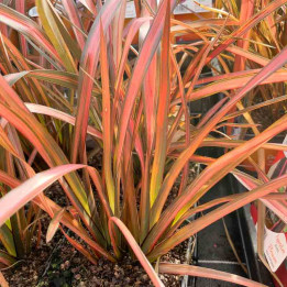 Phormium tenax Rainbow Maiden