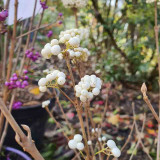 Callicarpa bodinieri Magical Snowqueen