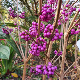 Callicarpa bodinieri Profusion