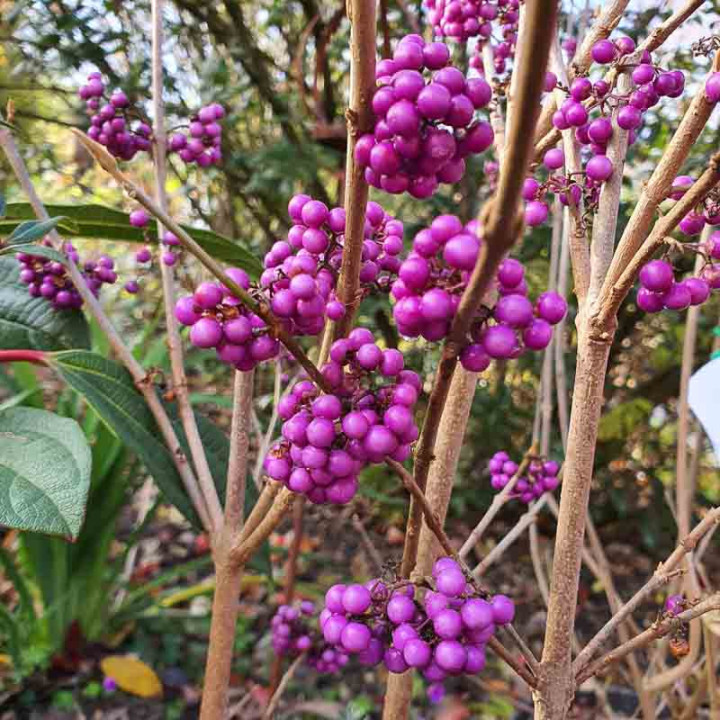 Callicarpa bodinieri Profusion