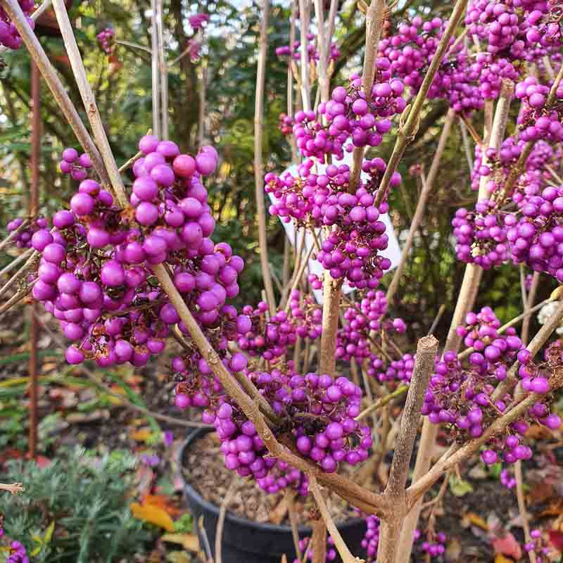 Callicarpa bodinieri Profusion | Le chatel des vivaces