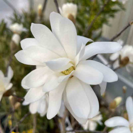 Magnolia stellata Royal Star