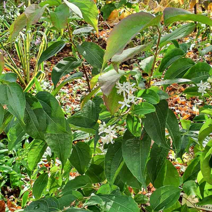 Heptacodium miconioides Tianshan