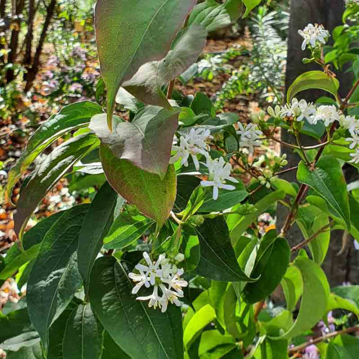Heptacodium miconioides Tianshan