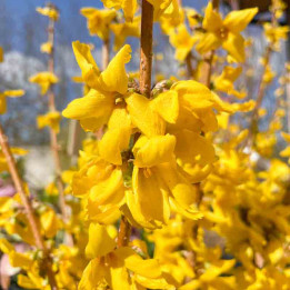 Forsythia intermedia Goldrausch