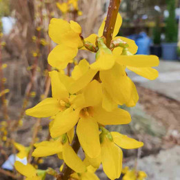 Forsythia intermedia Lynwood Gold