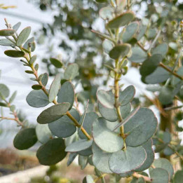 Eucalyptus Azura