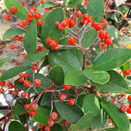 Cotoneaster glaucophyllus