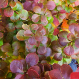 Berberis thunbergii Florence