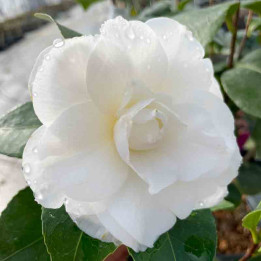 Camelia japonica Nuccio's Gem