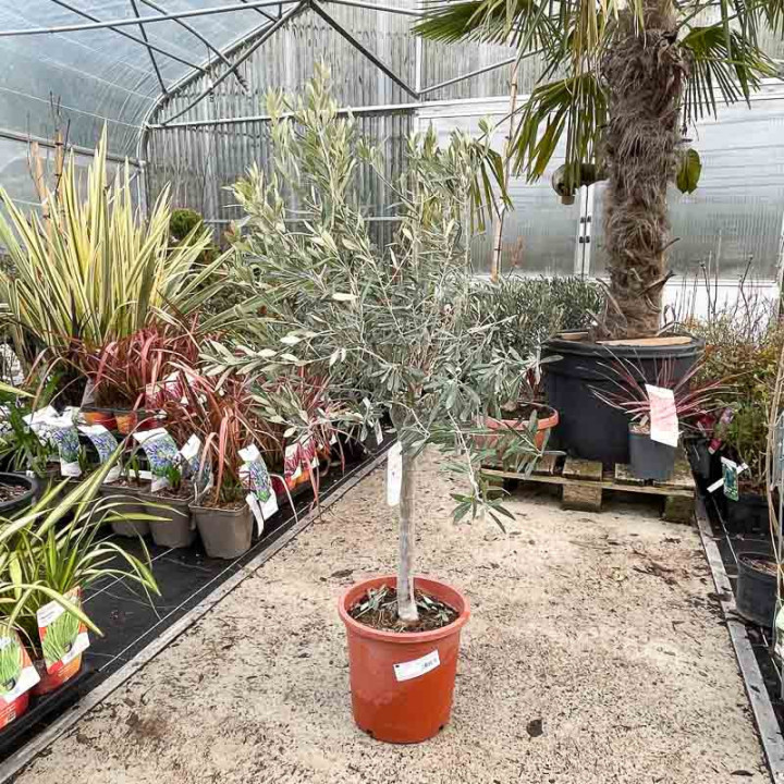 Olea europaea | Olivier