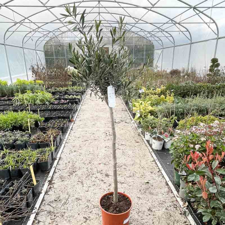 Olea europaea | Olivier