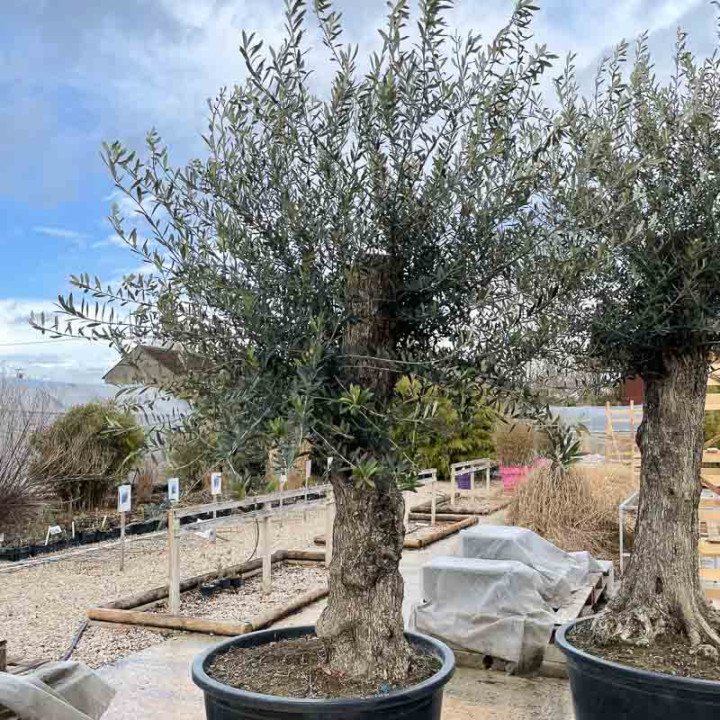 Olea europaea | Olivier