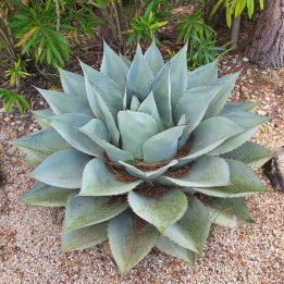 Agave havardiana