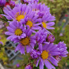 Aster tataricus Jindai