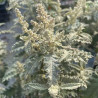 Buddleia glomerata Silver Service