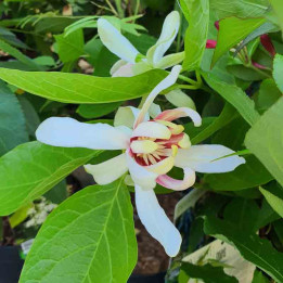 Calycanthus Venus