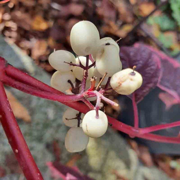Cornus alba Sibirica Variegata