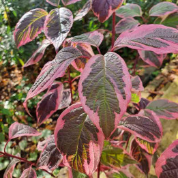 Cornus alba Sibirica Variegata