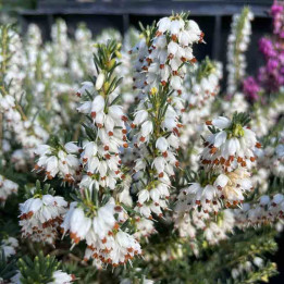 Erica darleyensis Snow Surprise