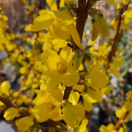 Forsythia intermedia Mindor