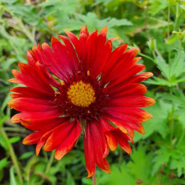 Gaillardia grandiflora Burgunder