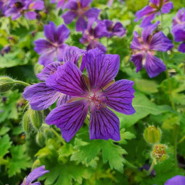 Geranium ibericum Vital