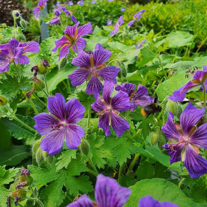 Geranium ibericum Vital