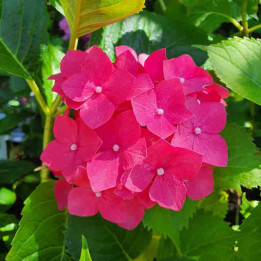Hydrangea Alpengluhen