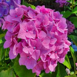 Hydrangea macrophylla Merveille