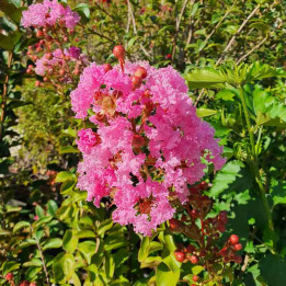 Lagerstroemia indica select Rose