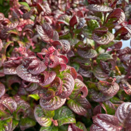Leucothoe fontanesiana Curly Red