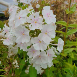 Phlox carolina Miss Lingard