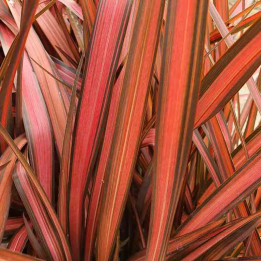Phormium tenax Evening Glow