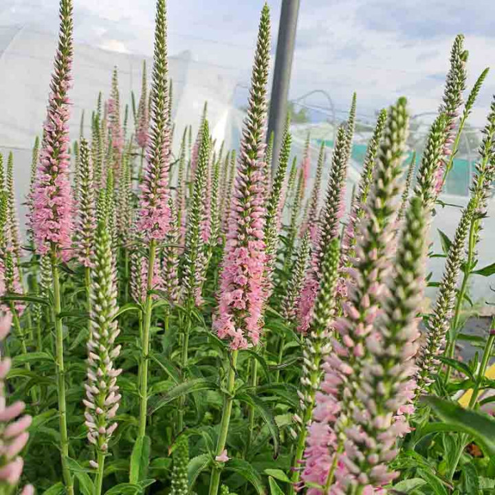 Salvia pratensis Eveline