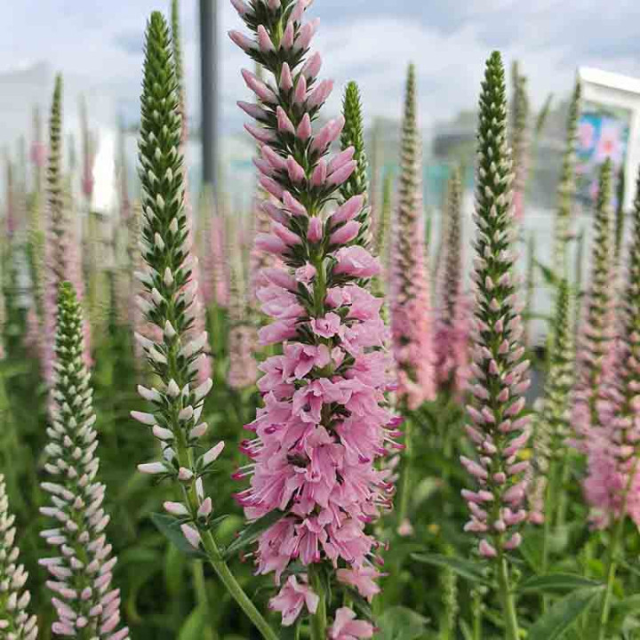 Salvia pratensis Eveline
