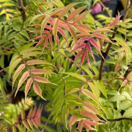 Sorbaria sorbifolia Sem