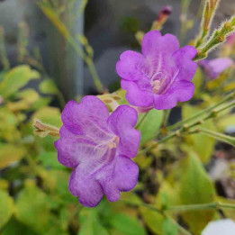 Strobilanthes rankanensis