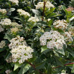 Viburnum tinus Giganteum