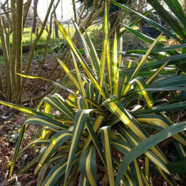 Yucca filamentosa Color guard