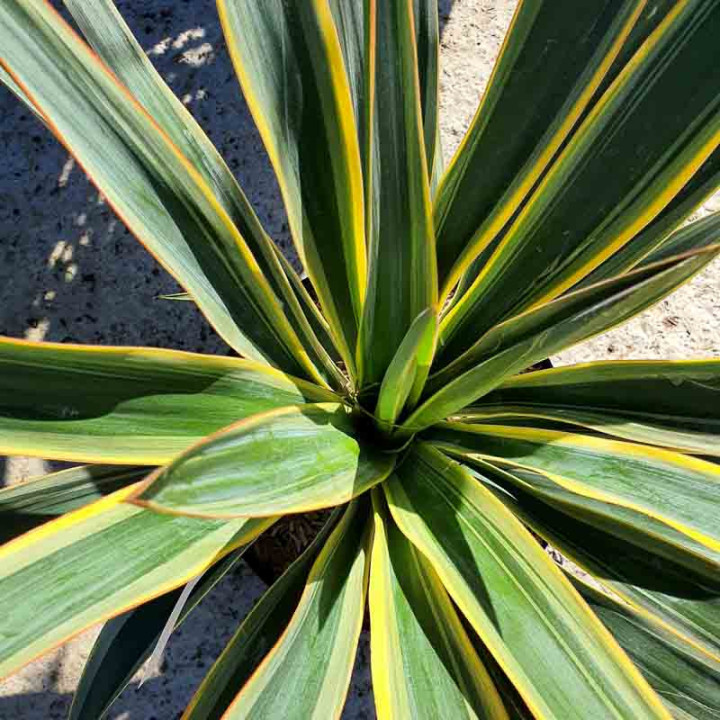 Yucca gloriosa variegata