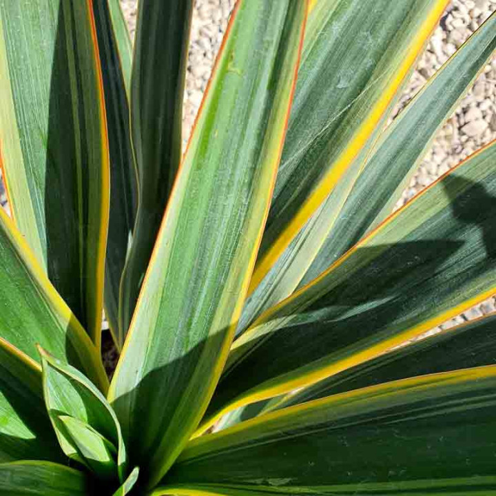 Yucca gloriosa variegata