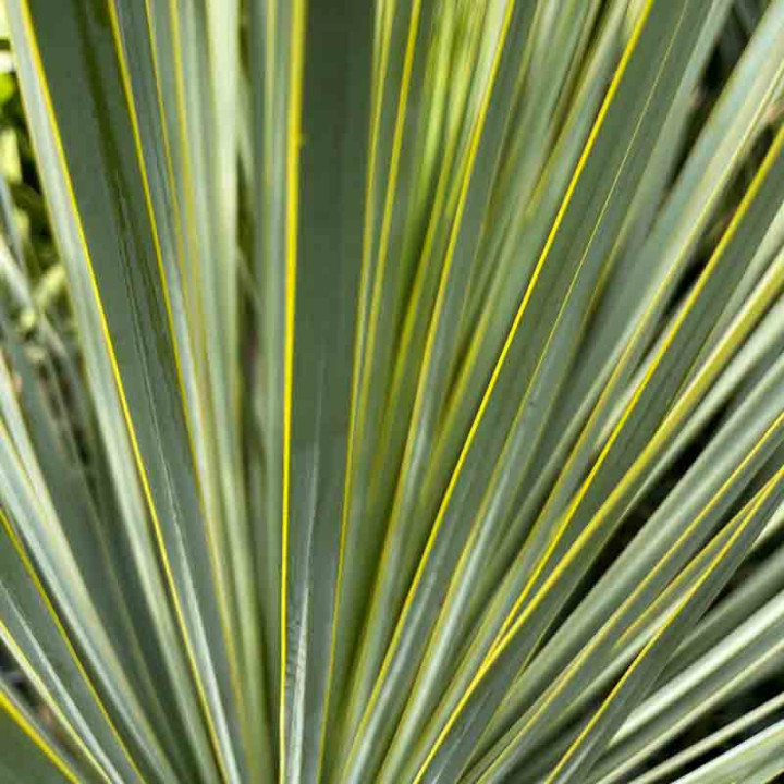 Yucca rostrata