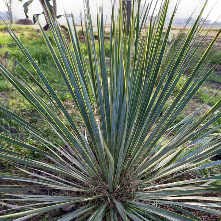 Yucca rostrata