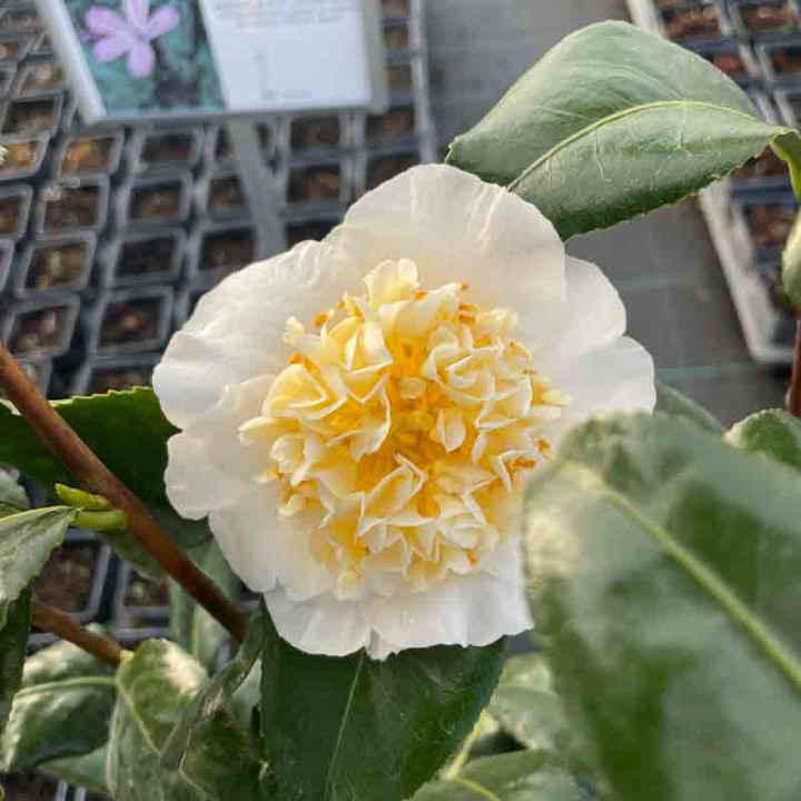 Camelia x Jury's Yellow