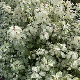 Pittosporum Irene Patterson