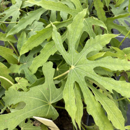 Fatsia polycarpa Green Fingers