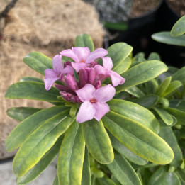 Daphne Pink Fragrance